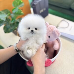 Archie Teacup Pomeranian Puppy 