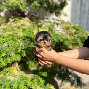 Dana Teacup Yorkshire Terrier Puppy