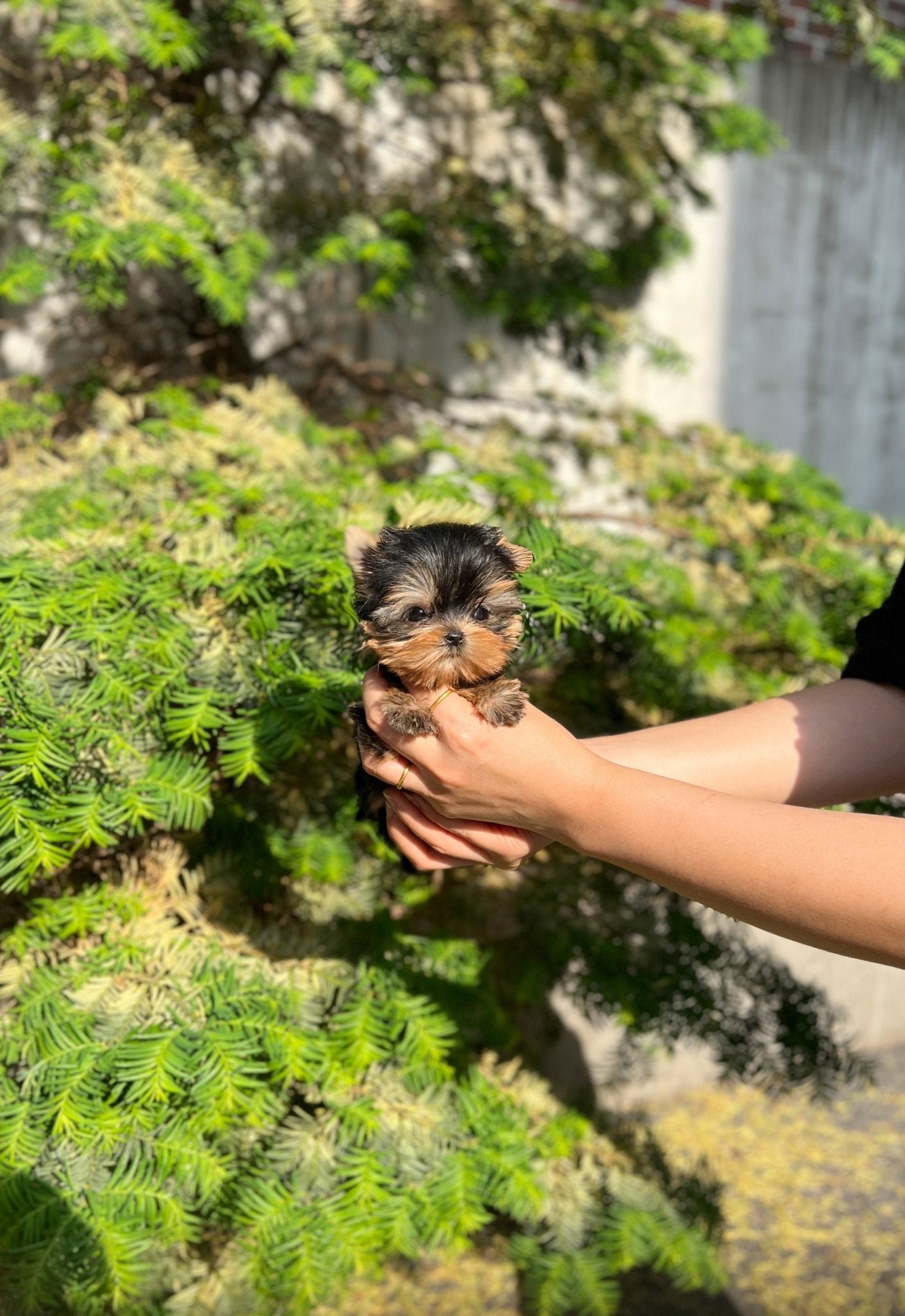 Dana Teacup Yorkshire Terrier Puppy
