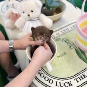 Bruno Teacup Chihuahua Puppy