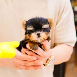 Coco Teacup Yorkshire Terrier Puppy