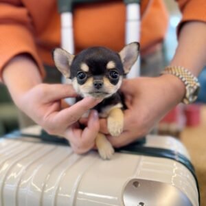 Honey Teacup Chihuahua Puppy
