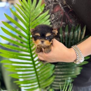 Daisy Teacup Yorkshire Terrier Puppy 