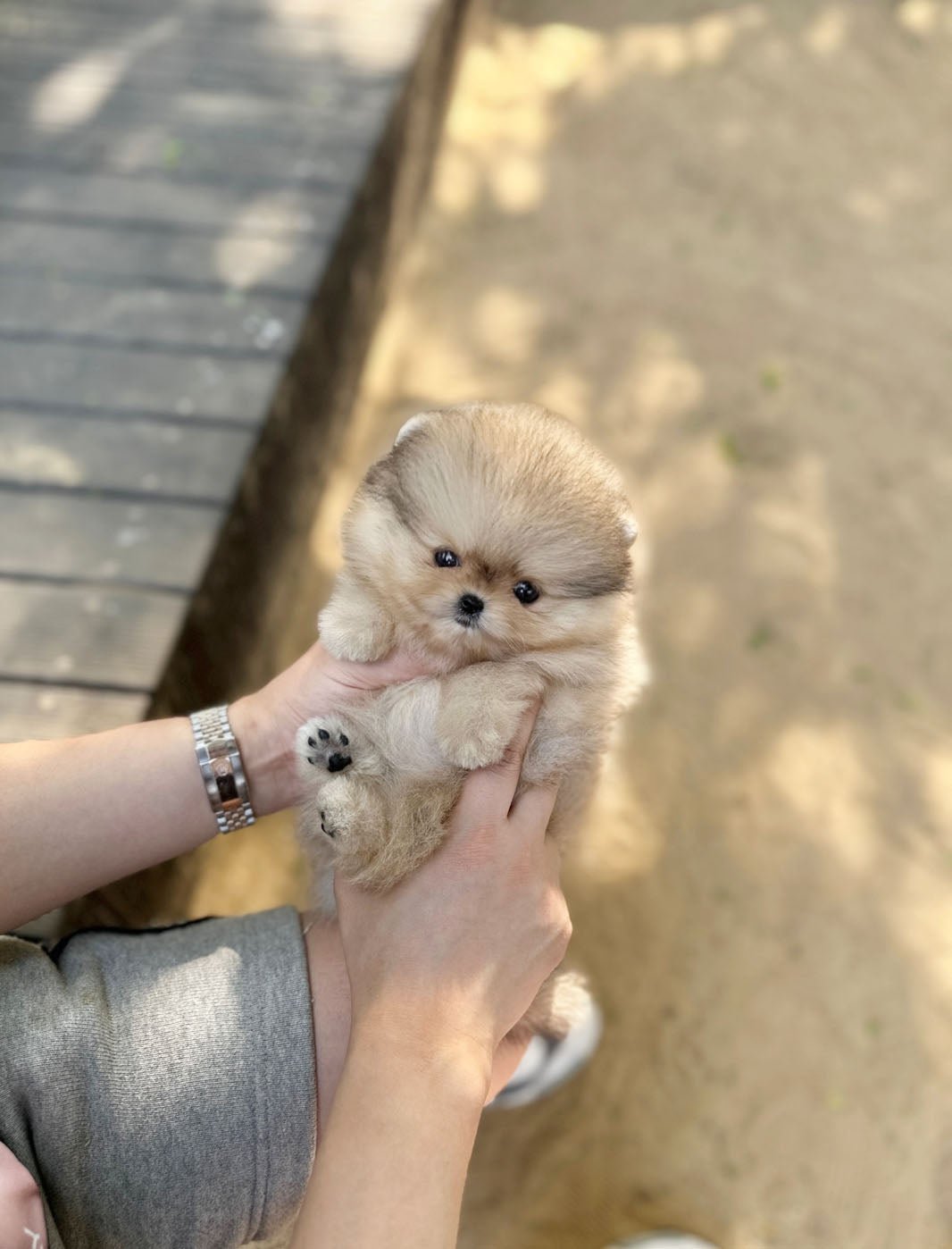 Finn Teacup Pomeranian Puppy