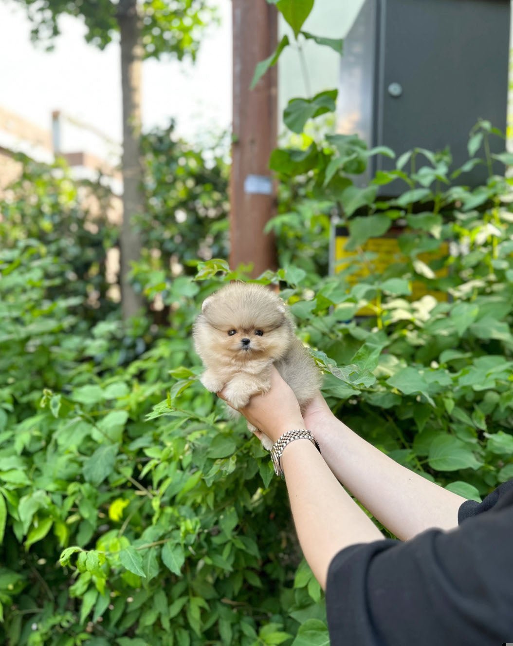 Finn Teacup Pomeranian Puppy