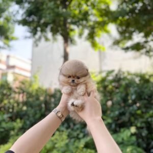 Finn Teacup Pomeranian Puppy 
