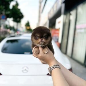 Jasper Teacup Pomeranian Puppy 