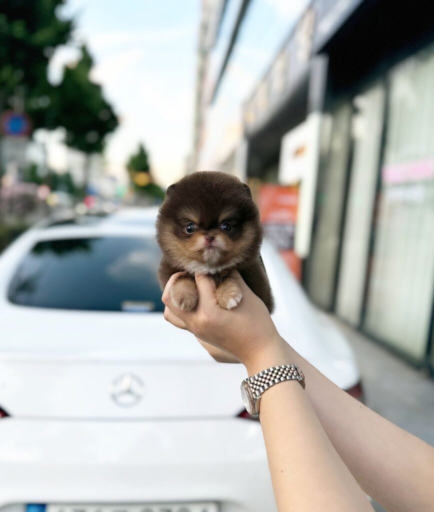 Teacup Pomeranian Puppies for Sale | Platinum Pups Miami, image size:868x1024