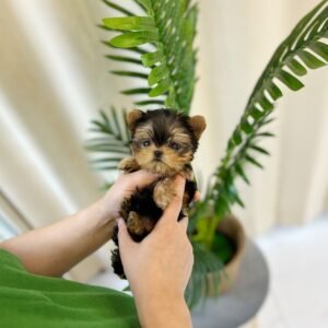 Leo Teacup Yorkshire Terrier Puppy 
