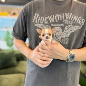 Lily Teacup Chihuahua Puppy