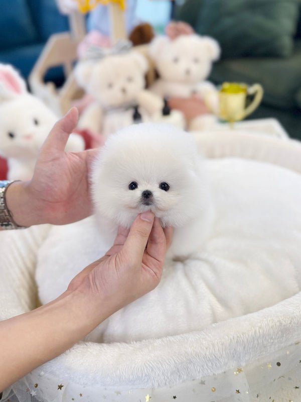 Teacup Pomeranian puppy - Loulou Pomeranian Teacup Puppy