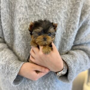 Luna Teacup Yorkshire Terrier Puppy 