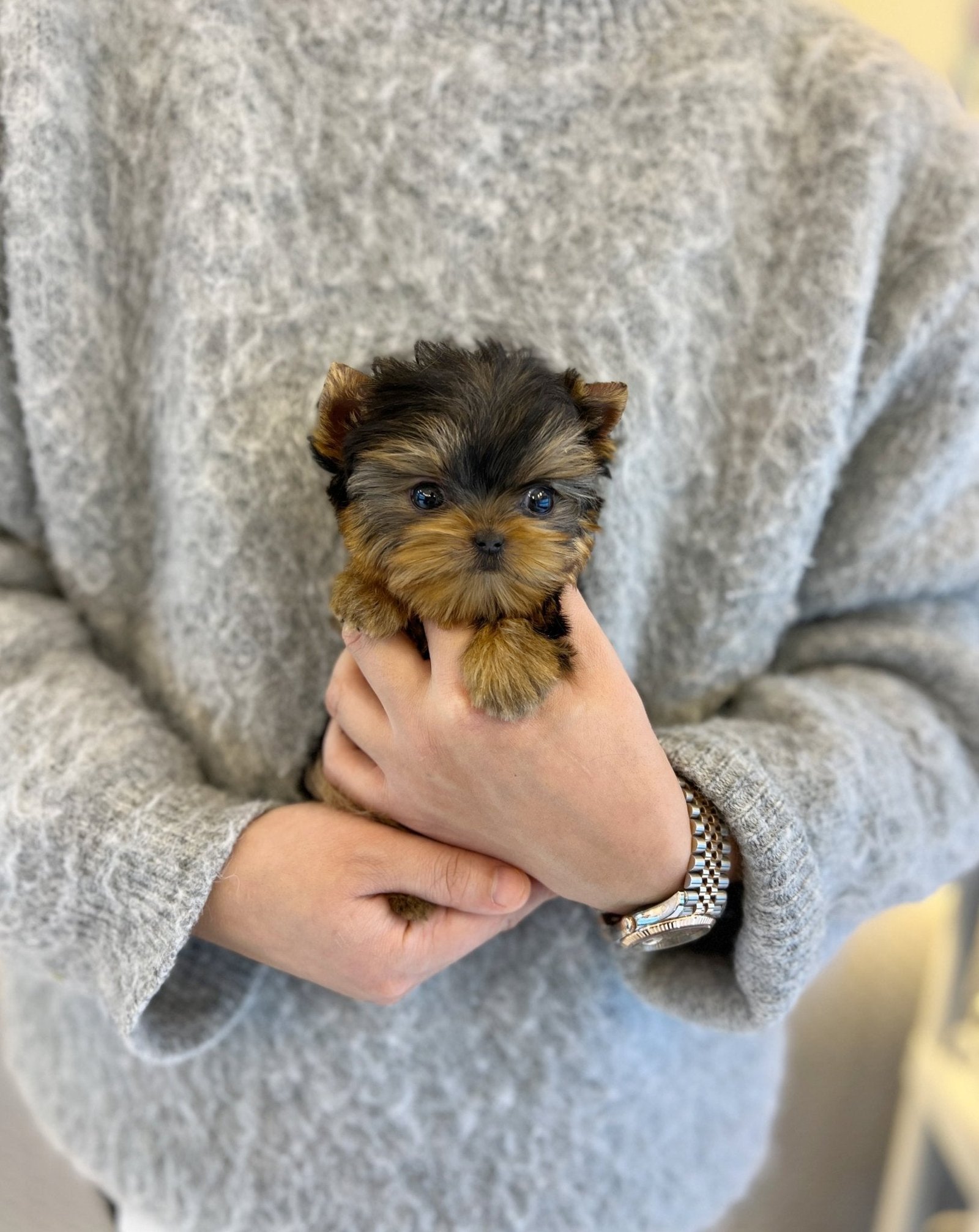 Luna Teacup Yorkshire Terrier Puppy