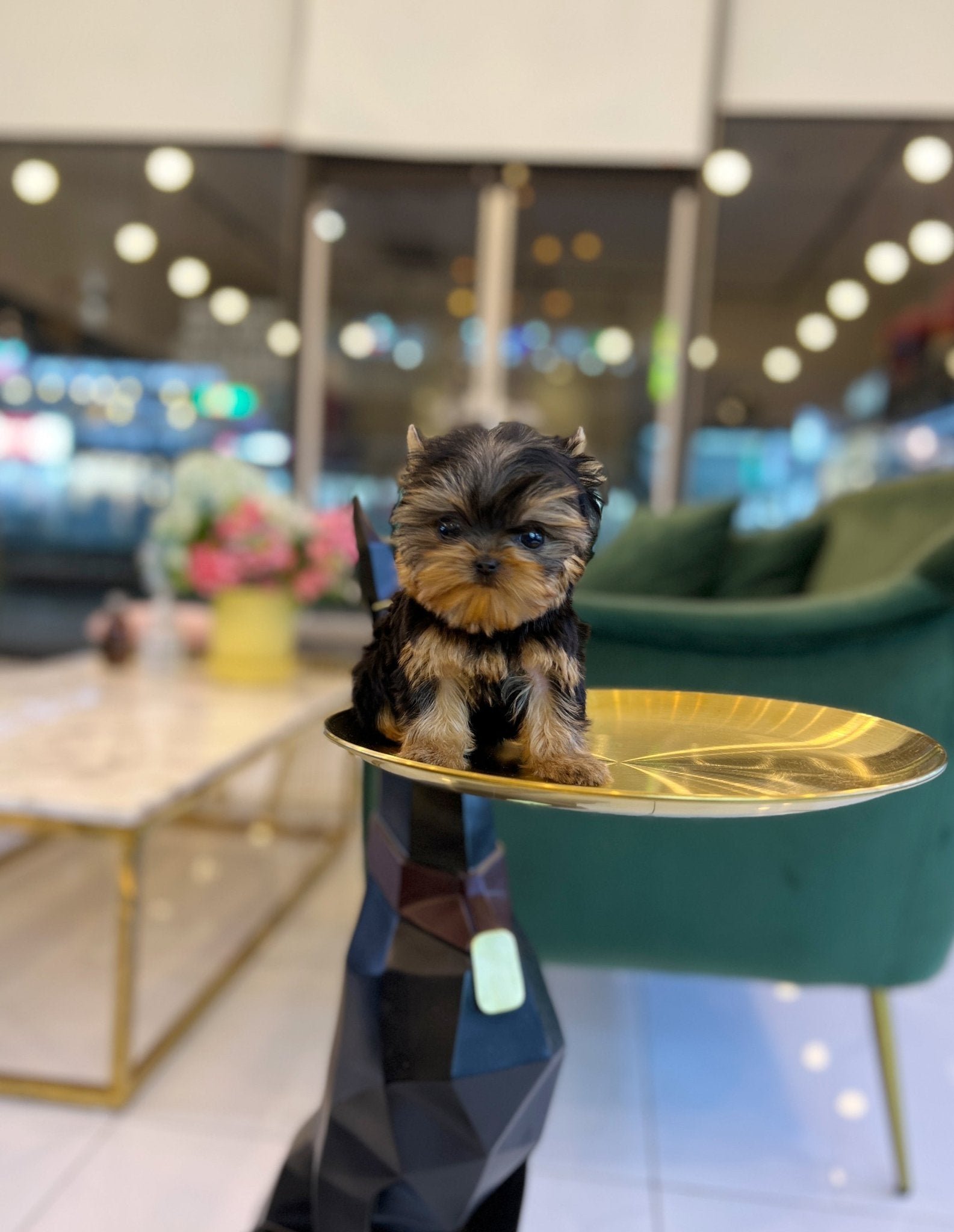 Luna Teacup Yorkshire Terrier Puppy