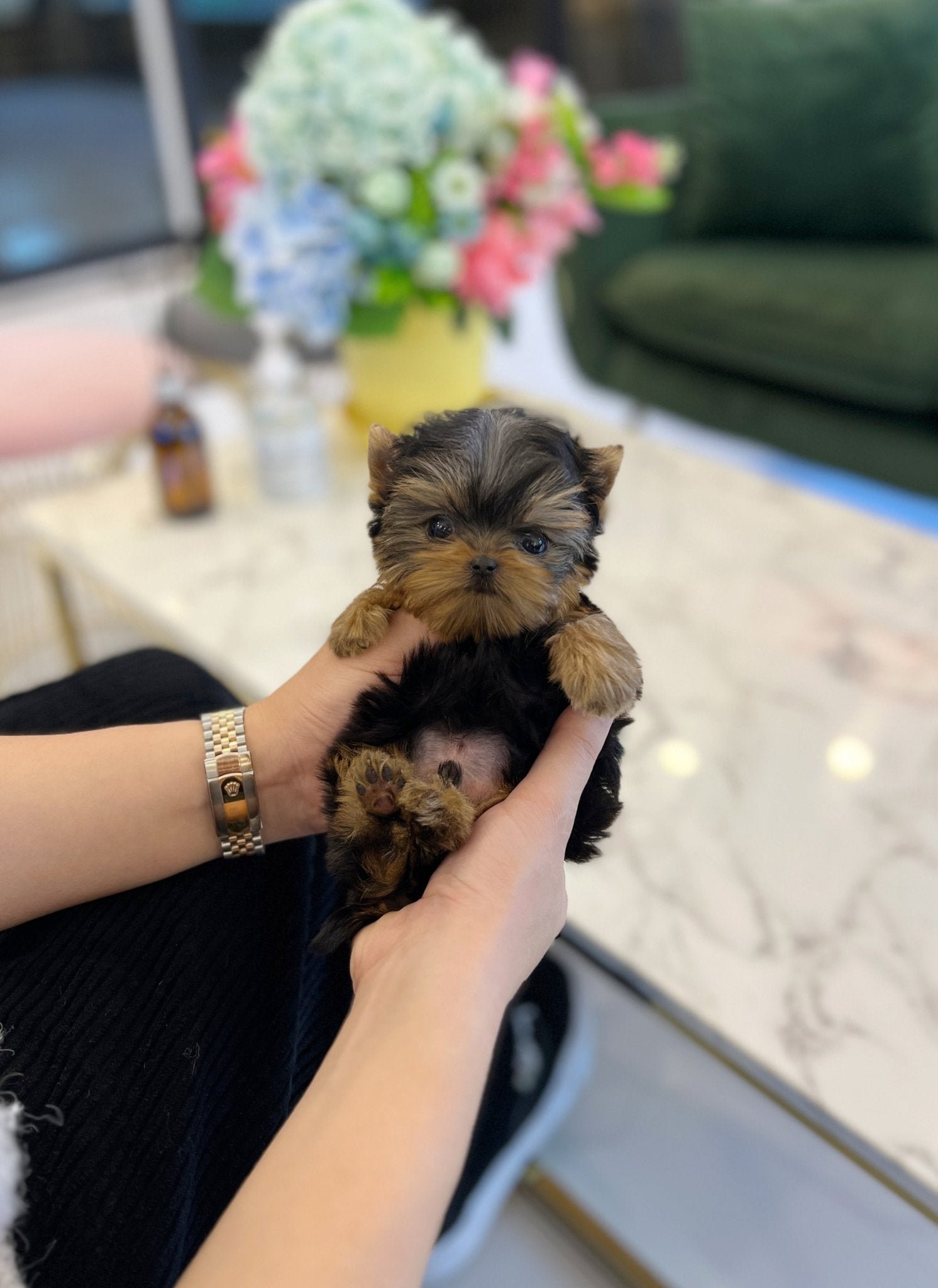 Luna Teacup Yorkshire Terrier Puppy