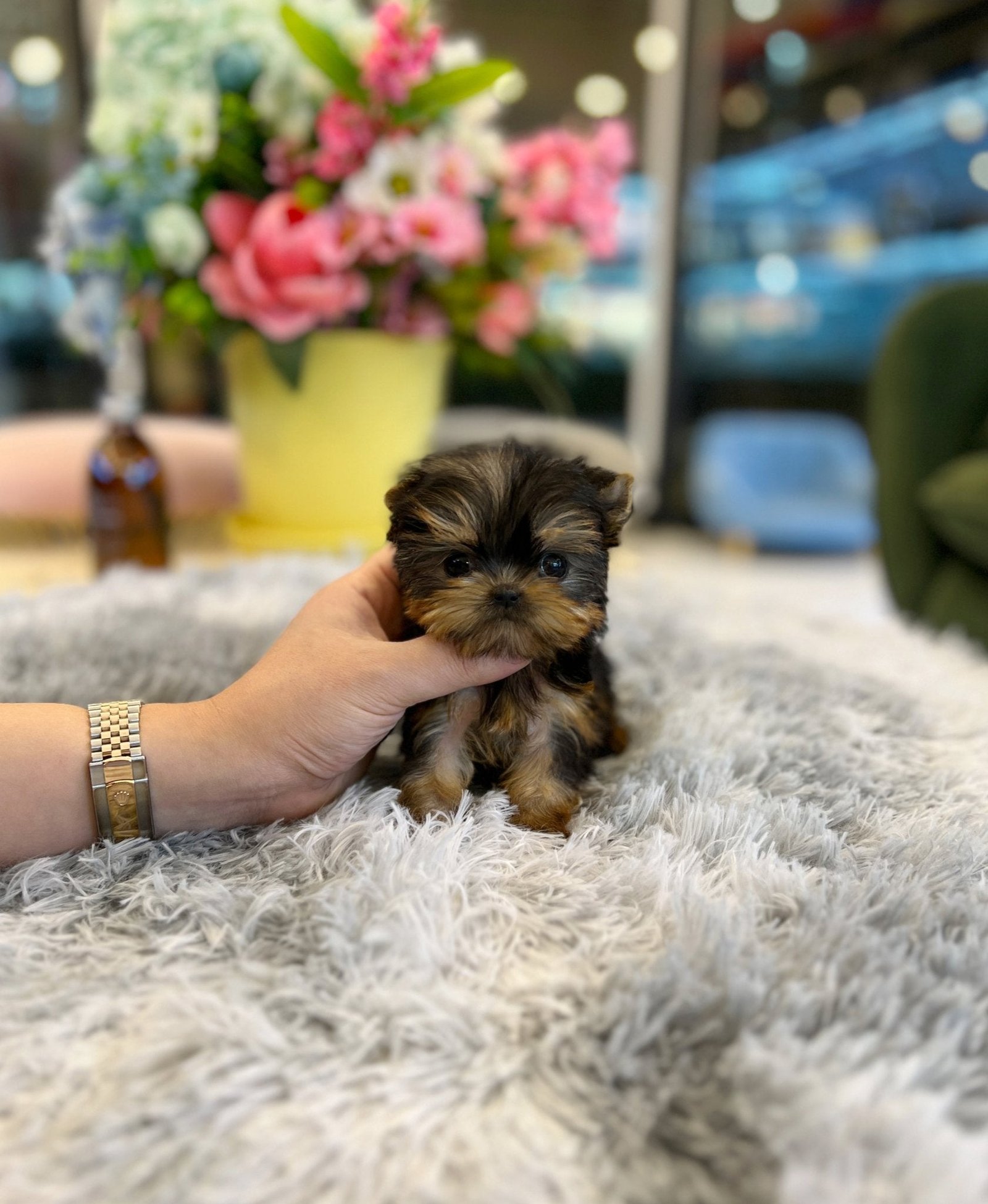 Luna Teacup Yorkshire Terrier Puppy