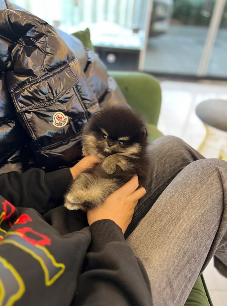 Male Teacup Pomeranian Puppy Mochi