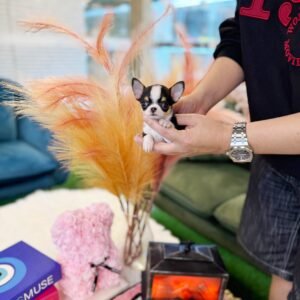 Max Teacup Chihuahua Puppy