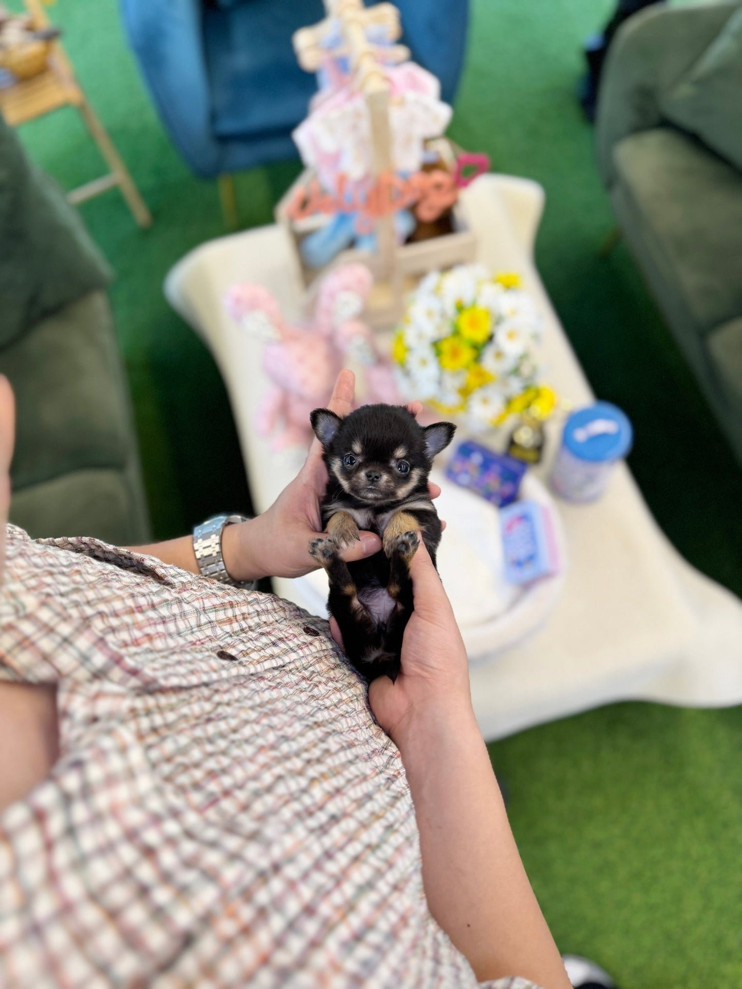 Milo Teacup Chihuahua Puppy