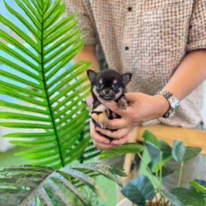 Milo Teacup Chihuahua Puppy