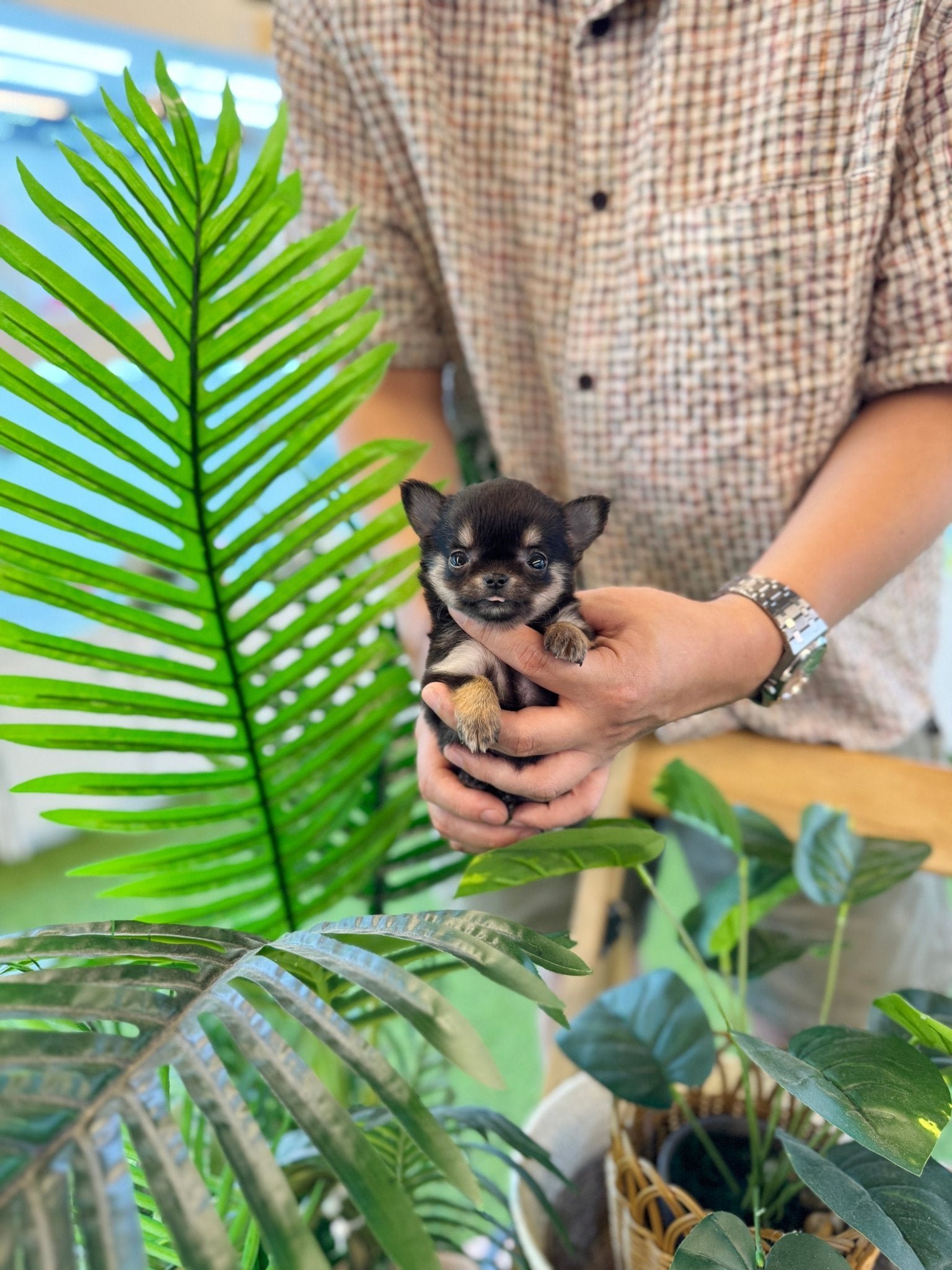 Milo Teacup Chihuahua Puppy