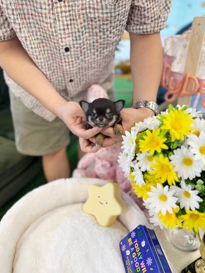 Milo Teacup Chihuahua Puppy