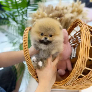 Nala Teacup Pomeranian Puppy 