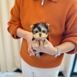 Penny Teacup Yorkshire Terrier Puppy