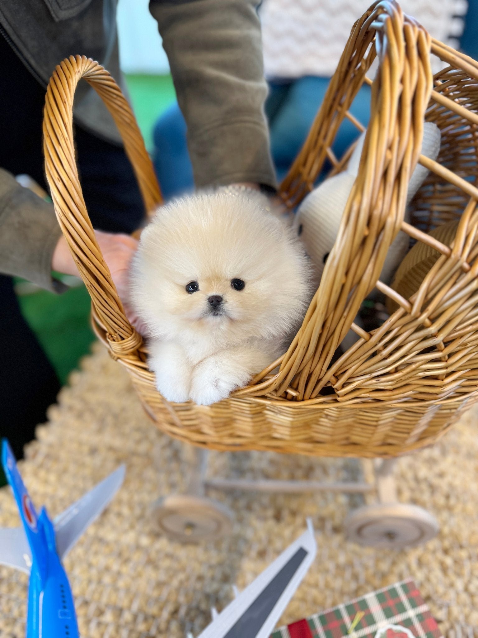 Pippa Teacup Pomeranian Puppy