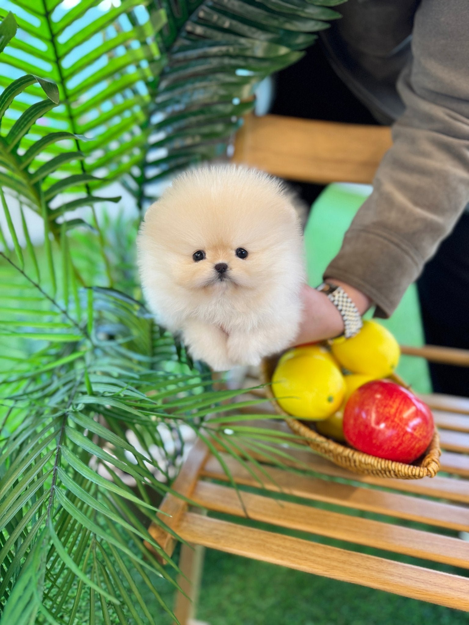Pippa Teacup Pomeranian Puppy