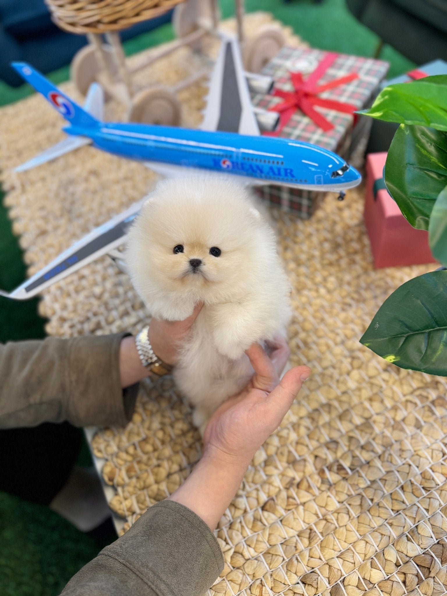 Pippa Teacup Pomeranian Puppy