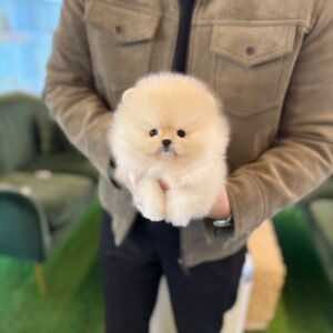 Pippa Teacup Pomeranian Puppy