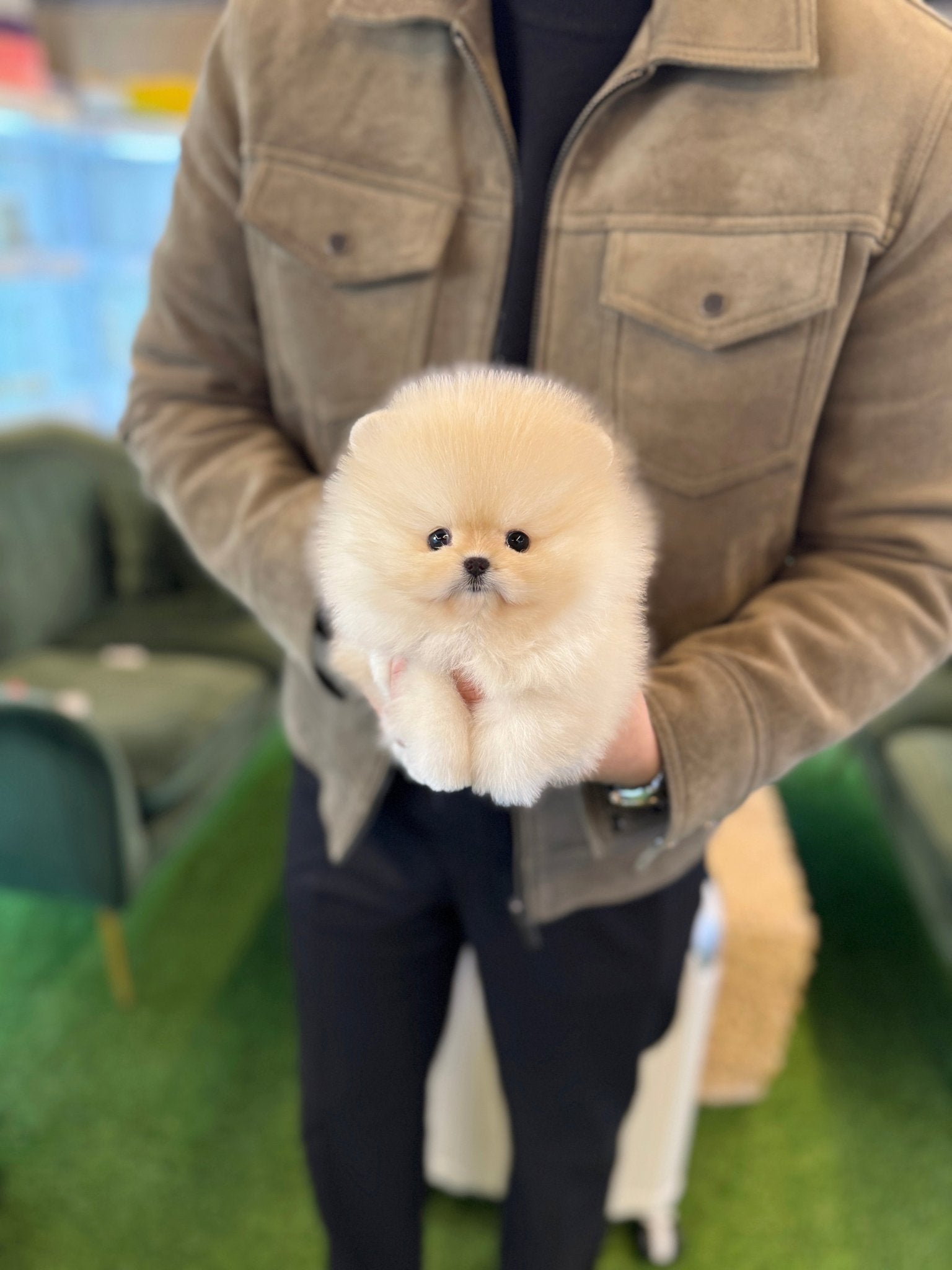 Pippa Teacup Pomeranian Puppy
