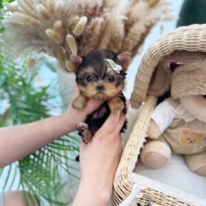 Randy Teacup Yorkshire Terrier Puppy