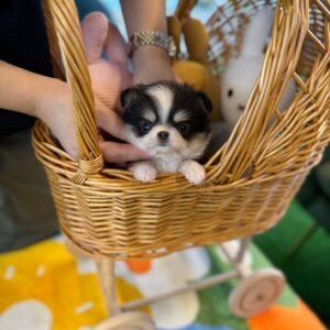 Rocky Teacup Chihuahua Puppy