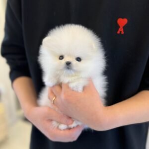 Ruby Teacup Pomeranian Puppy 