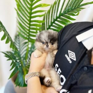 Theo Teacup Pomeranian Puppy