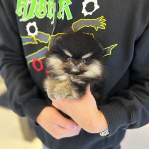 Mochi Teacup Pomeranian Puppy