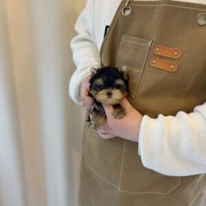 Tucker Teacup Yorkshire Terrier Puppy 