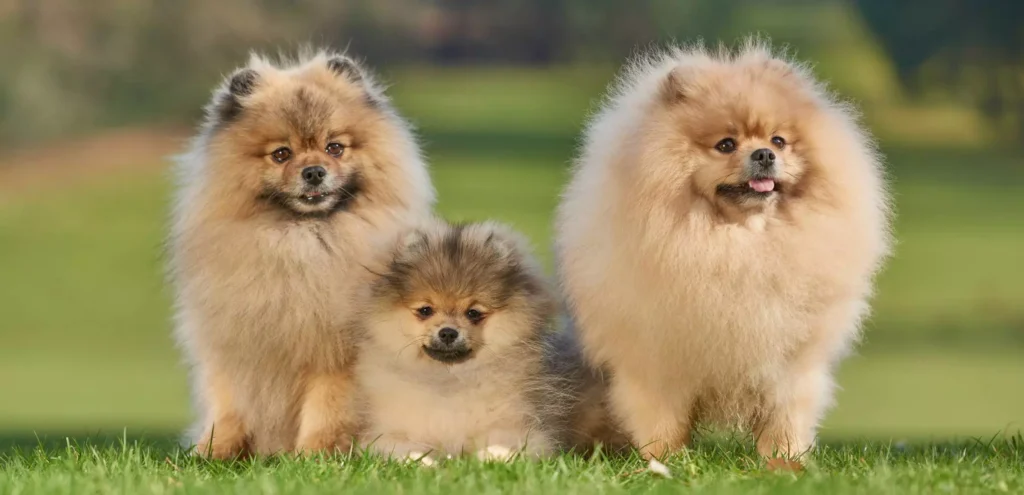 10 Things to Know About Pomeranian Puppies